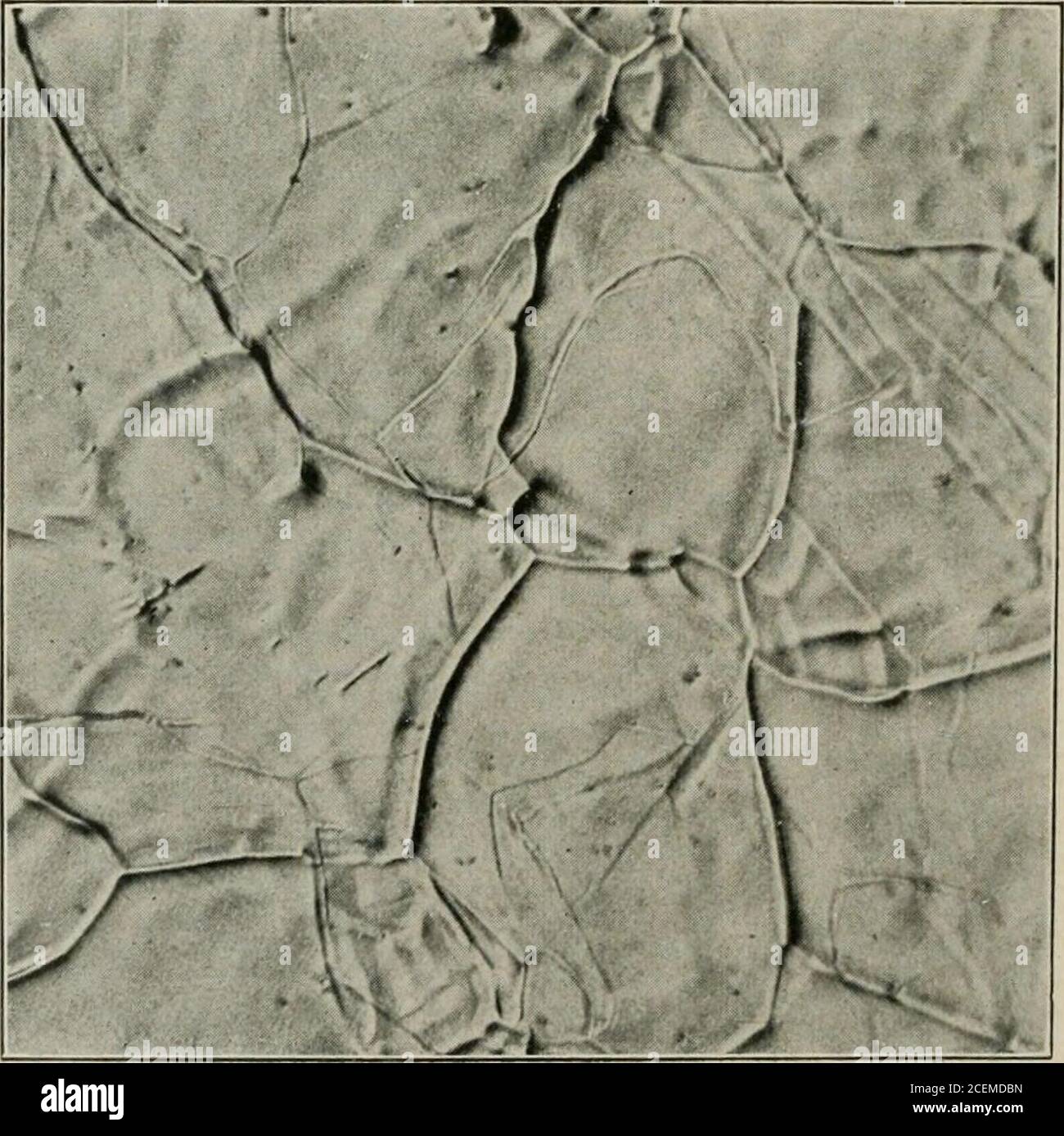 . Transaktionen. Abb. 4. – Oberfläche von Platin, auf der sich Eisen beim Staubsaugen abgelagert hat. Nicht Geätzt. X50. 398 OBERFLÄCHENVERÄNDERUNGEN VON KOHLENSTOFFSTÄHLEN, DIE IM VAKUUM ERHITZT werden i-^^^ ■^VxJvK-^r ■^!A:^^^y^> : >- Abb. 5. - Oberfläche op kohlenstoffarmen Stahl ungeätzt, nachdem sie in Vakuum 6 HR erhitzt. BEI 1000 GRAD X50... Abb. 6. – wie Abb. 5, ungeätzt, zeigt tiefe polvcjonale Gammakristalle, DIE DURCH LIGHTBB-ALPHA-GRENZEN geschnitten wurden. X500 E. HEATON HEMINGWAY UND GEORGE R. ENSMINGER 399 Stockfoto