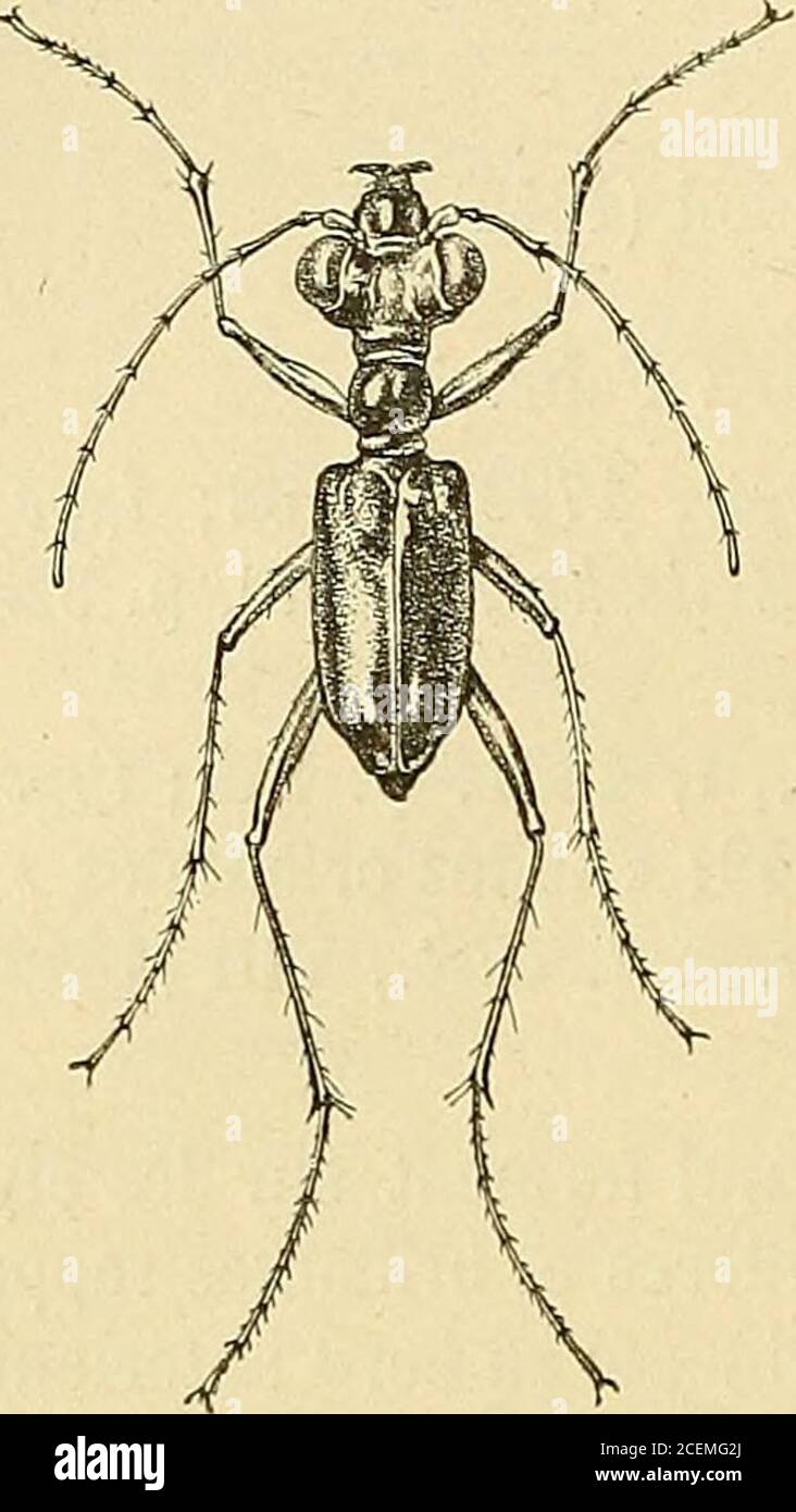. Annales de la Société entomologique de France. 6 Kap. Alluaud. Cicindela [Megalomma) vîridula Quensel. Cicindela viridula Quensel apvd Schônherr, SYN. Ins., I, 1806, S. 243;type : « indes orientales » (Lund); – Dejean, Sp. Col., I, 1825, S. 149; île de France (Catoire); – Coquerel, Ann. Soc. Ent. FR., [1856],S. 300().Megalomma Vigilans Westwood, Ann. Mag.nat. Hist., VIII [1841], S. 204; Typ: île Maurice (Desjardins). entièrement, y compris le labre, dunvert somber métallique avec légers refletscuivreux; pronotum lisse; élytres ponc-tués; épisternes métatlioraciques plus oumoins ridés obliqueme Stockfoto