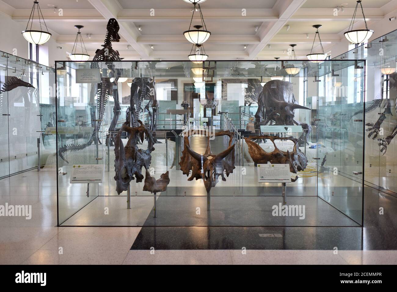 New York City, USA. September 2020. Die Köpfe des Dinosauriers Triceratops horridus (drei-gehörntes Gesicht) werden im American Museum of Natural History ausgestellt, das am 2. September eröffnet werden soll, nachdem es wegen der COVID-19-Pandemie geschlossen wurde, New York, NY, 1. September 2020. (Anthony Behar/Sipa USA) Quelle: SIPA USA/Alamy Live News Stockfoto