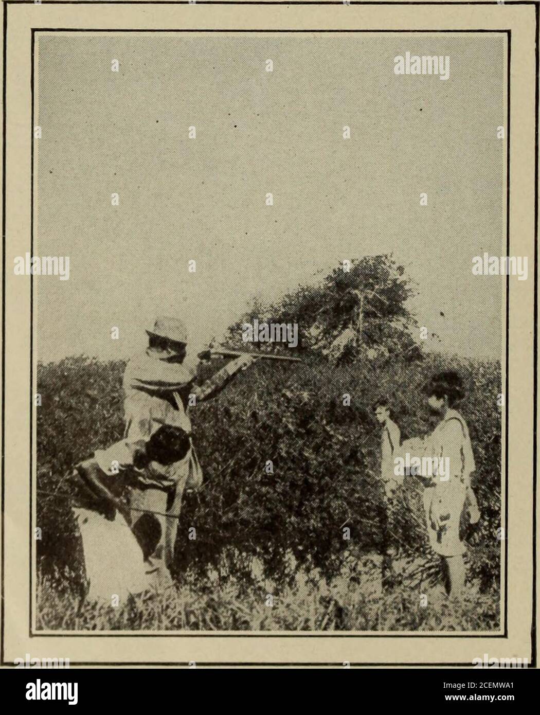 . Ausflug. Ry, und feines Gras bluebell, grau Curlew, schwarz Curlew, wachsen in Hülle und Fülle. plover, Sand Schnepfe, drei Sorten Wachtel, Tauben in großer Zahl, und notfar von Mazatlan wilden Puten und Auerhuhn. Ich war sehr überrascht, saidhe, bei der Untersuchung mehrere Vögel ohne EndMR zu finden. CADMAN hatte versprochen, mir die größte Vielfalt und Quantität der idealen Plätze für Wilson oder Jacksnipe zu zeigen, und Vögel, die ich je in einem gleichen Bereich gesehen hatte.Meine Erwartungen liefen hoch, und ich wurde nicht enttäuscht. Überall Wereducks und Enten und Enten, Curlew, Schnepfe und Schienen. Ich war mit Akamera bewaffnet, während Cadman ca. Stockfoto