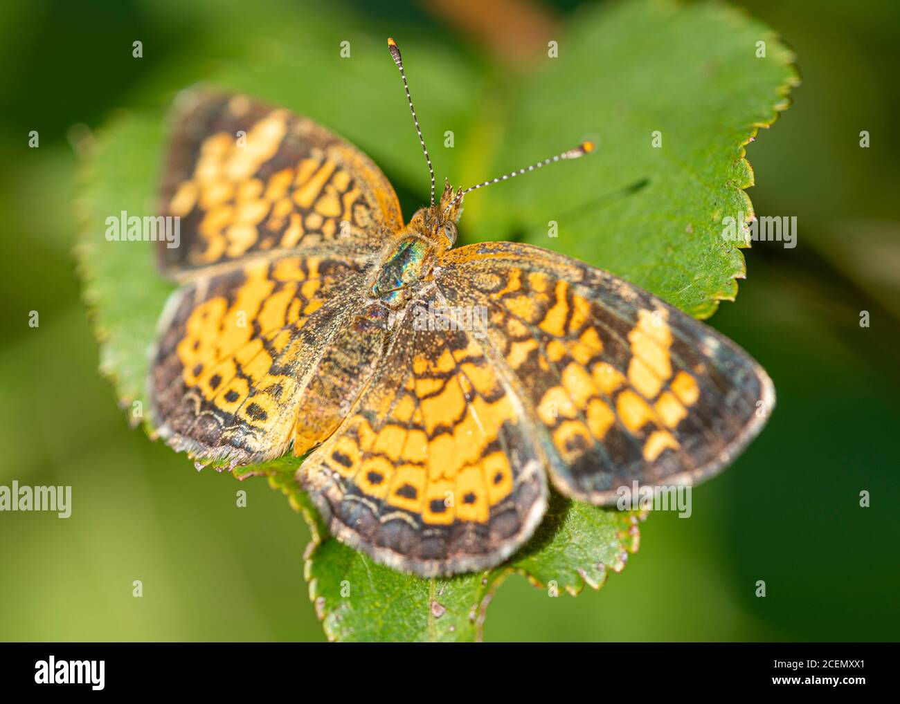Ein silbrig karierfleckig Schmetterling ruht auf einem Blatt in der Sommersonne. Stockfoto