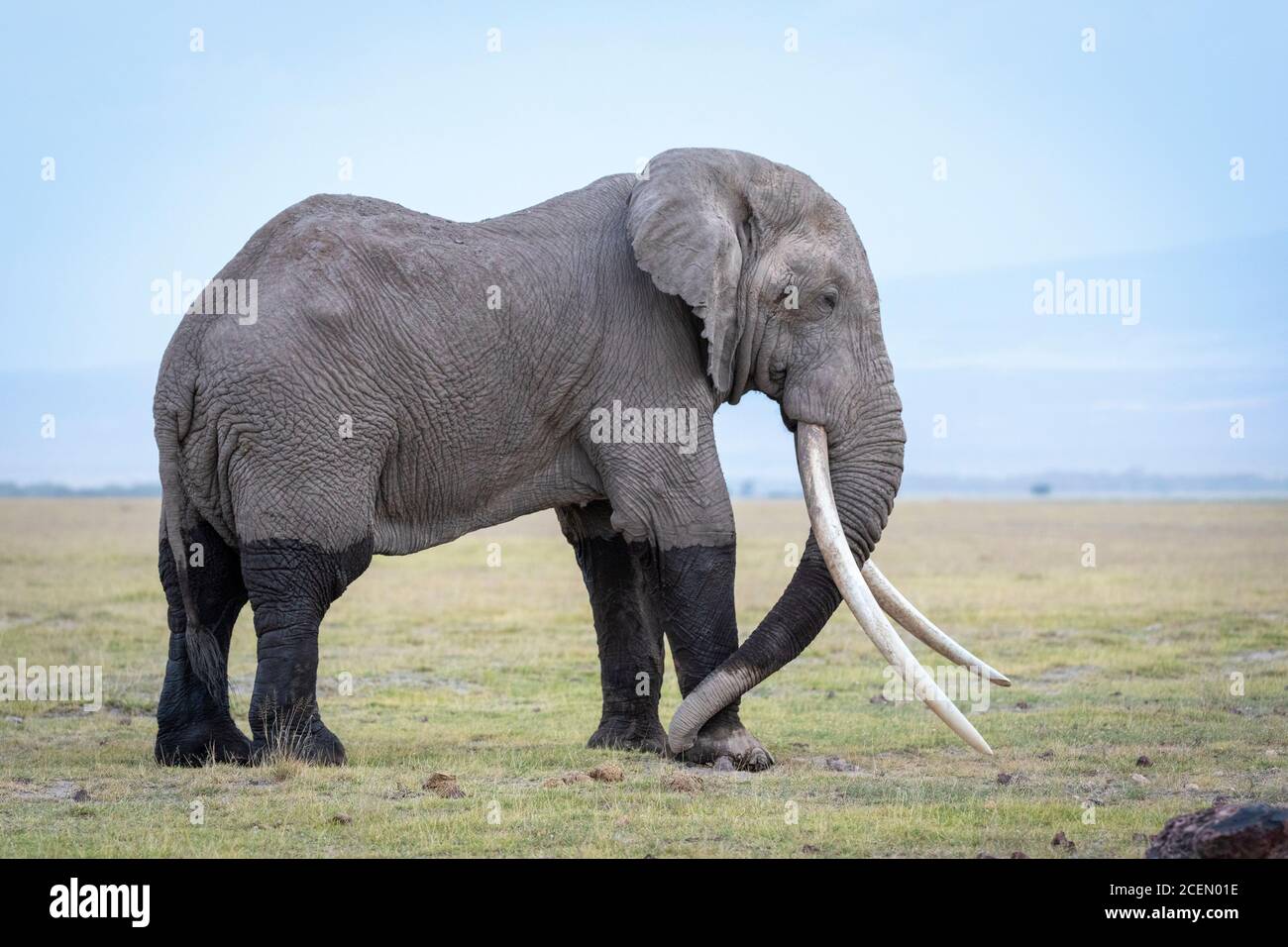 Seitenansicht eines großen Elefantenbullen mit enormen Stoßzähnen In Amboseli in Kenia Stockfoto