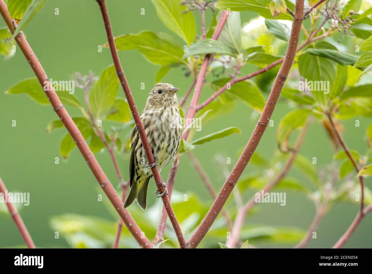 Ein süßer Savannenspatzen thront auf einem kleinen Zweig in der Nähe von Bonners Ferry, Idaho. Stockfoto