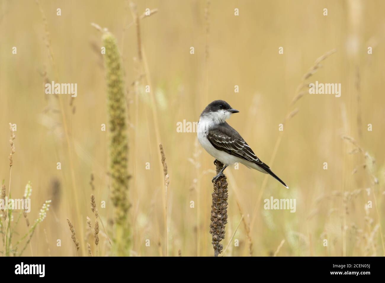 Ein östlicher Königsvogel thront auf einer Rohrbahn am Kootenai Wildlife Refuge in Bonners Ferry, Idaho. Stockfoto