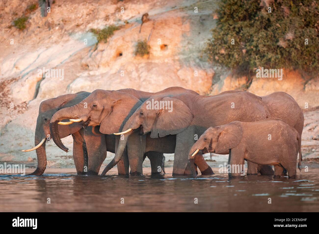 Elefantenfamilie trinkt am Rande eines Flusses in Rosafarbener Sonnenuntergang im Chobe River in Botswana Stockfoto