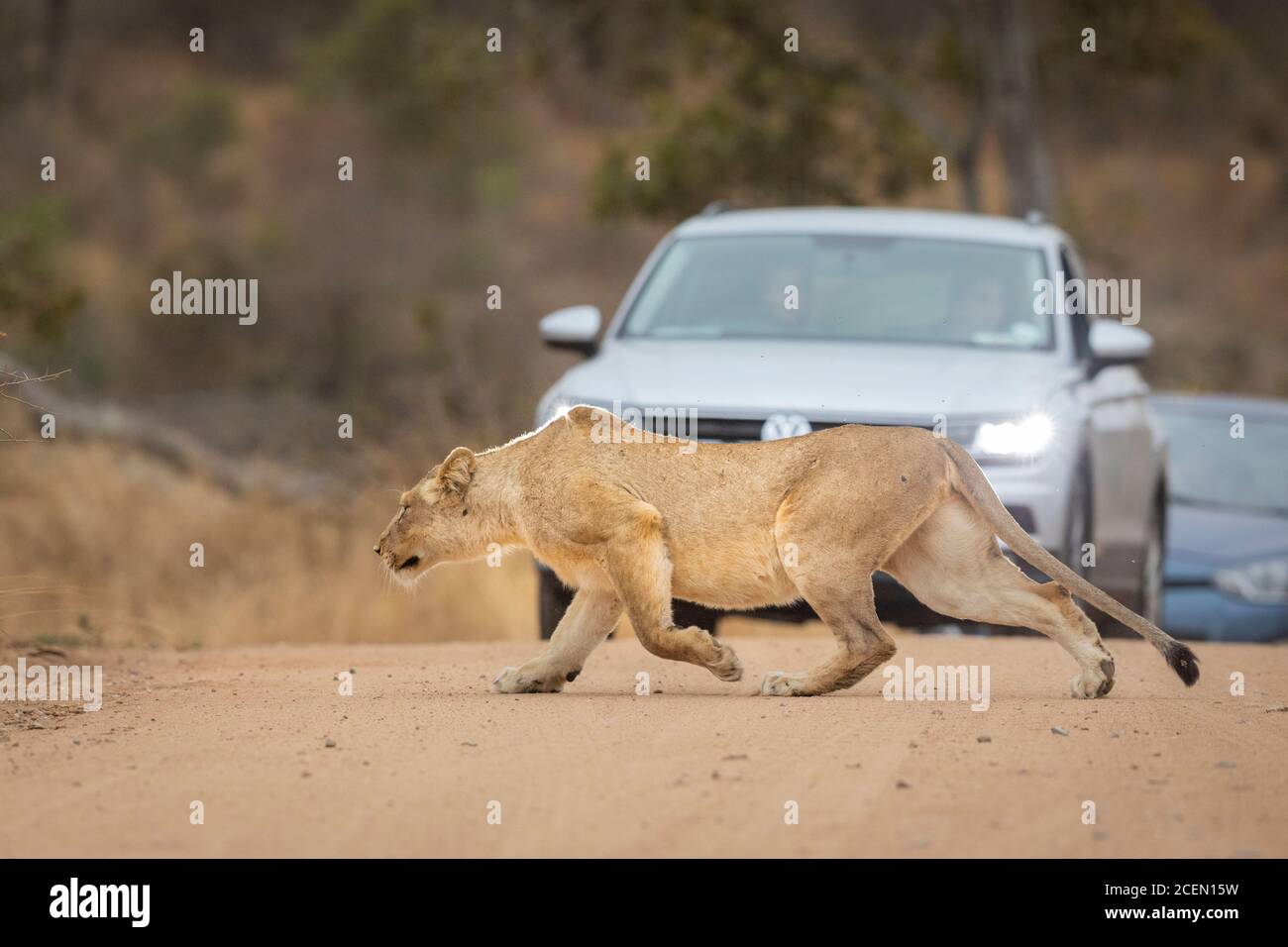 Löwin überquert eine Straße mit Autos warten im Hintergrund Im Kruger Park in Südafrika Stockfoto