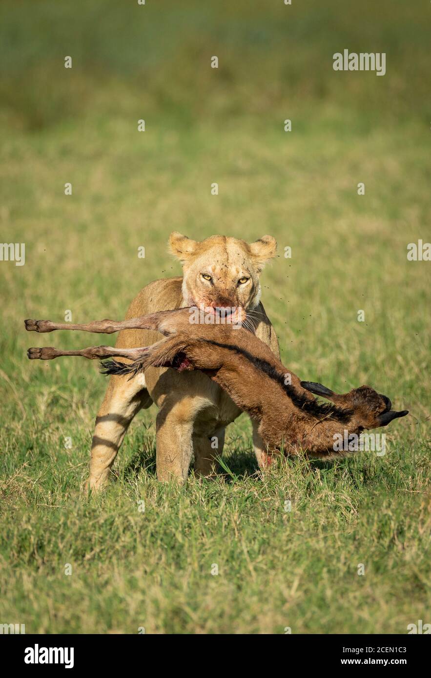 Löwin trägt ihren Kill und geht auf grünem Gras mit Fließender Hintergrund in Ndutu Tansania Stockfoto
