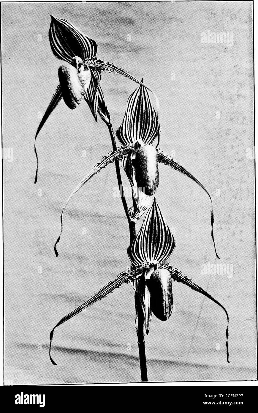 . Die menschliche Seite der Pflanzen. Geschickter Botaniker könnte einen Haufen seiner Blüten für eine Reihe von Bienen auf einem Zweig verwechseln! Ein anderer naher Verwandter der Bienenorchidee, andequally nachahmend, ist die Fliege Orchidee, deren eigenartig geformte Blumen einen winzigen blauen Punkt in der Mitte jedes haben, genau wie der bestimmter Fliegen. Seine langen und zarten Seitenblätter sind wie die Antennen von Amot. Dann gibt es die Spinnenorchidee, mit riesigen nacheilenden Blütenblättern, die einem Spinnenbeinen ähneln, wenn sie readyto springen; in seiner dunklen Mitte ist ein schwärzlich-roter Fleck, charakteristisch für eine sehr giftige und viel gefürchtete Tarantula. Andere Orchideen nehmen an Stockfoto