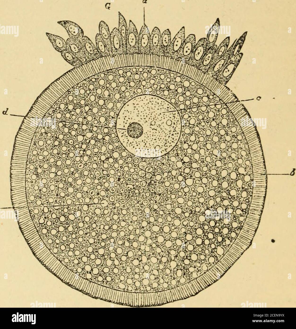 . Die Wissenschaft und Kunst der Hebamme. OGY DES EIERSTOCKS. Flüssigkeit, die zylindrischen Zellen werden gegen die membrana propria gedrückt, und bilden eine dritte Schicht, oder Schicht, genannt membrana granulosa. Ein Blick auf einen Querschnitt durch den Eierstock einer maturemalen weist Follikel unterschiedlichen Alters auf. Zur Rekapitulation : die jungen Follikel bestehen aus Uropordialen Eizellen, umgeben von Epithel, und eingebettet in das ovarielle Stroma. Die voll entwickelten Follikel besitzen einen vesikulären Charakter. Sie sind von einer Bindegewebswand (theca folliculi) umgeben, die aus zwei Schichten besteht (tunica propropropropro Stockfoto