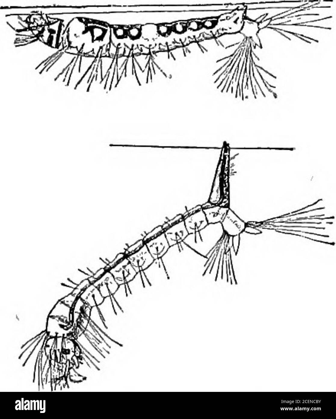 . Landwirtschaft für Schulen des Südens. medies. - Diese MOS-quitos fliegen nicht weit von den Orten, wo sie brüten. Es ist nur notwendig, die Häuser zu durchbocken, um zu vermeiden, von den Mücken gebissen, und tofill oder entwässern die Orte, wo sie brüten vollständig die Ausbreitung dieser Krankheit zu stoppen. Careshould genommen werden, um das Wasser mindestens einmal in der Woche aus Trinkrinnen, Fässern, etc., wo die Mücken brüten könnte zu leeren. Blechdosen oder ähnliche Wasserhalter sollten vergraben oder so platziert werden, dass sie kein Wasser halten können. CIS-terns und Brunnen sollten abgedeckt werden und alles mögliche getan, um t zu verhindern Stockfoto