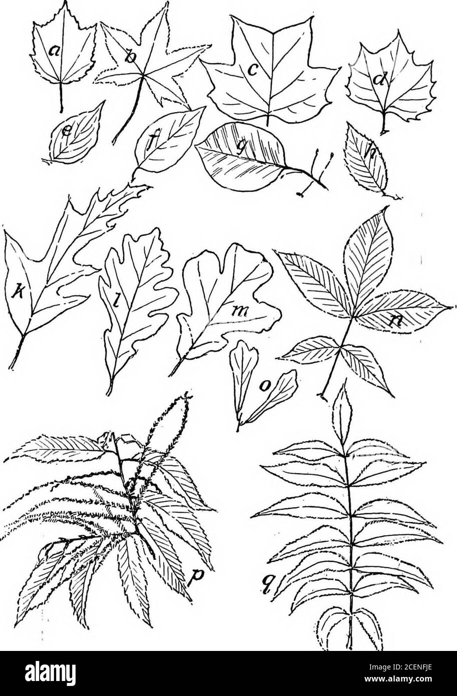 . Landwirtschaft für Schulen des Südens. M ^J*- ^isi^jt^i^^s ^^^ Abb. 137. - die falsche Methode DER ANBRINGUNG von Zaun WIEE AN Abb. 138. - DIE RICHTIGE METHODE EIN Baum der Befestigung Zaun Draht 2IO LANDWIRTSCHAFT. Abb. 139. - Finden Sie in den obigen Abbildungen die folgenden leavesWeisse Eiche, Hickory, Pecan, rote Eiche, schwarzes Gummi, süßes Gummi, Chinquepin, Wassereiche, Platane, Ahorn, gelbe Pappel (Tulpenbaum), Dogwood, Ulme, Persim-mon, Post-Eiche. WALDBÄUME 211 abgerundete Oberseite und die schöne Farbe seiner Blätter im Herbst; der rote Ahorn für seine roten Blumen und Samen und seine leuchtend bunten Blätter im Herbst. Diese Bäume und viele o Stockfoto