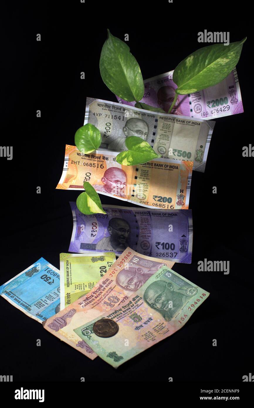Teufelseifeu (Epipremnum aureum) oder Geldpflanzenblatt mit indischen Rupie-Geldscheine auf schwarzem Hintergrund. Bild der Banknote mit Pflanzenwachstum. Stockfoto