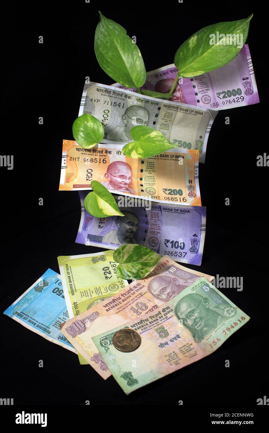Teufelseifeu (Epipremnum aureum) oder Geldpflanzenblatt mit indischen Rupie-Geldscheine auf schwarzem Hintergrund. Bild der Banknote mit Pflanzenwachstum. Stockfoto