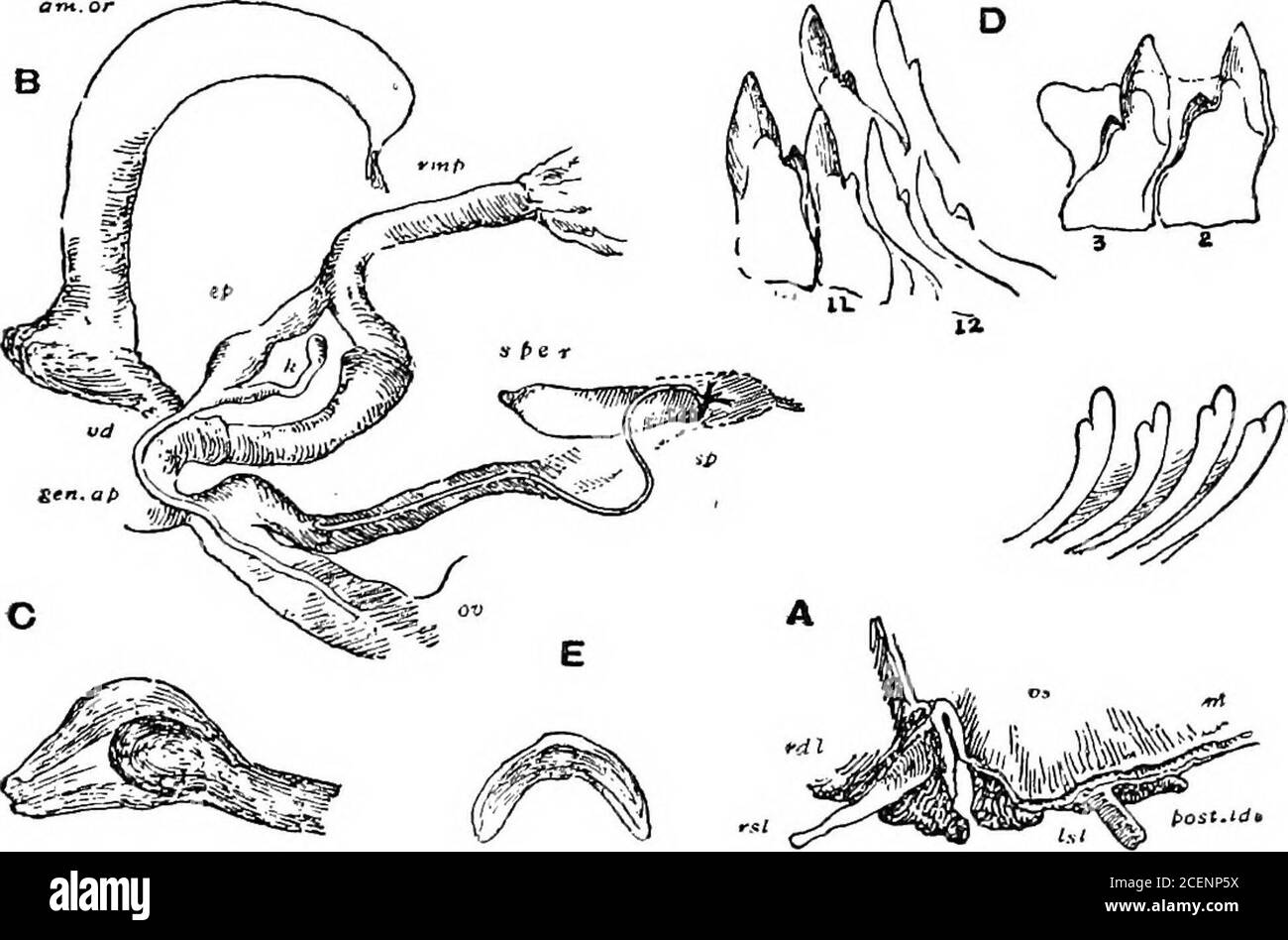 . Molluska ... inaler Knauf.Spermatophor spineless.] . SAEIJIA. 277 447. Sarika strahlend, Phil. (Helix) Zeitschr. f. Malah. 1846,S. 192; Pfr. (Helix) Zoll Mart. 8f Chemn. Cmch.-Cab. Ed. 2, Nr. 688, pi. Llo, Feigen. 7-9; ID (Helix) Mon. Sel. i, 1848, S. 56;S. 8[ T. (HeUx) C. I. 1876, pi. 51, Abb. 4; IV^eMjfl, Nanina (Macrochlamys), Hand-l. i, 1878, S. 20, pt.; Godwin-Austen,Mol. Ind. i, 1883, S. 109, 110, pi. 26, Abb. 1-3 (Schalen) ; id. t. c.ii, 1898, S. 49; [ii, 1907, S. 179, pi. Abb., Feigen. 3, 3 A (Genitalien), pi. 116, Abb. 2-2 b (Muschel- und Rückenlappen und Radula)] ; v. Mart.Jour. Linn. Soo. X Stockfoto