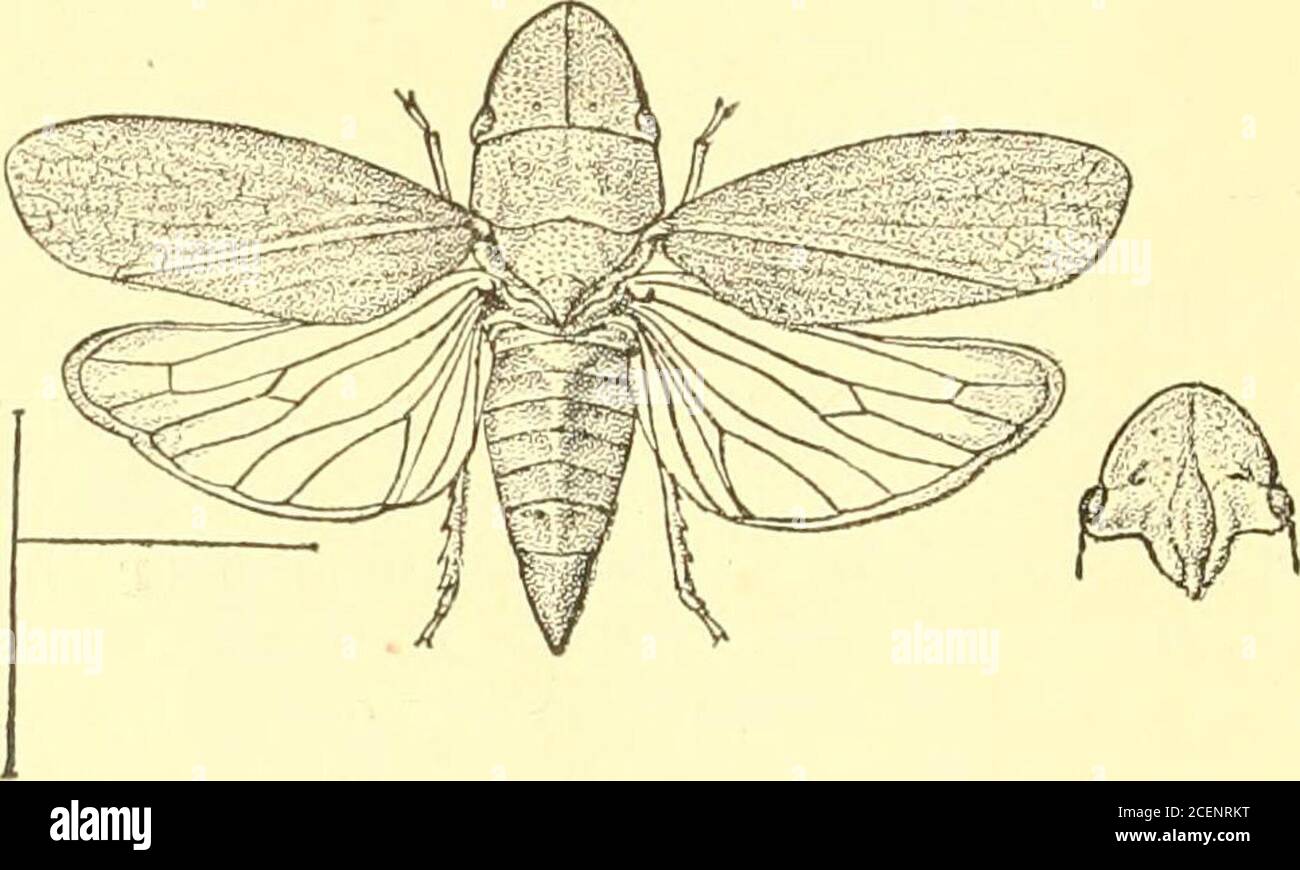 . Rhynchota ... stark gestreift; Tegmina dick punktiert, die Clavalarea gröber punktiert, apikaler Rand fast oblicelytruncate. Länge Zoll Tegm. 15^ mim. Hab. Sikhim {Coll. Dlst.) •. Barrackpore {Sir J no Hörensagen, Brite. IIus). Diese Art ist mit P. bohemani, Stal, von wliich verwandt.das BritishMuseum besitzt offenbar ein Beispiel, das von Dr. Hors-Field in Java gesammelt wurde. Von diesem unterscheidet er sich durch den viel weniger sinuateposterioren Rand des Pronotums und die weniger zentral furroweddisk derselben, den viel stärker zentral iidged Scheitelpunkt, unddie schräg abgeschnittenen Apices des t Stockfoto
