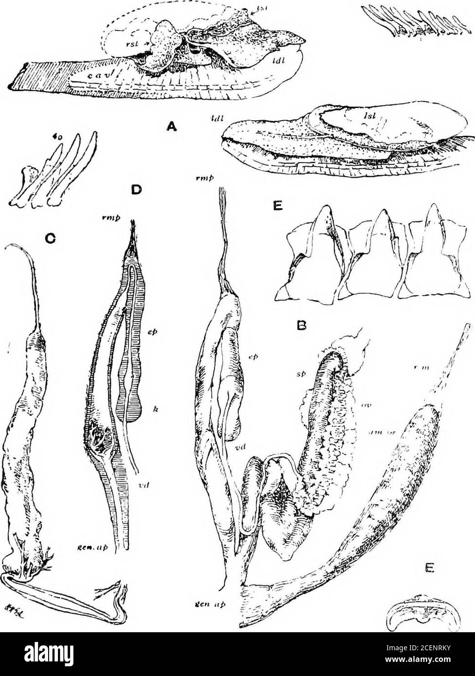 . Molluska ... Abb. 66. - Austenia gigas, Bs. Naht beeindruckt; wurrt um 2, sehr schnell ansteigend, thel deprimiert oben, besetzend den größten Teil der Schale; Öffnung sehr groß und schräg, eiskalt, die Ränder fast treffen, der Kolumellar stark arcuate. Großer Durchm. 30, min. 17, alt. 10 mm. Ein großes Exemplar misst 40 x 25 x 12 mm. Bah. Khasi Hills, gemeinsam über Teria Ghat. Alliierte Arten inArakan Eange, westlich von Prome, und Kyoiik Phyu und EamriIsland. AUSIENIA. 193 die Länge des Tieres, wenn sie vollständig ausgestreckt ist, beträgt etwa 6 Zoll. Ein beträchtlicher Teil der Schale bleibt freigelegt( Stockfoto