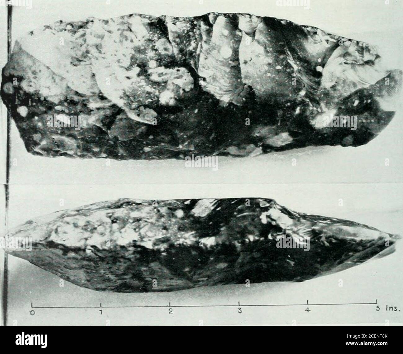 . Archäologische Sammlungen von Surrey. (A) BERGBAUWERKZEUG AUS EISENSTEIN. Von Limpsfield. Surrey... [B] FLINT AX-KOPF. Von Logmore, Dorking.PRÄHISTORISCHE GERÄTE VON LIMPSFIELD UND DORKING, Gesicht r- 3 PRÄHISTORISCHEN FUNDEN. 89 wird angenommen, seinen Kurs entlang der Ausbisse der Chalkcross beide Parks fortgesetzt haben, überqueren die Bagshot Road, wo die Six Bells Innnow steht, und über die Stelle der Kiesgrube auf dem Weg zur BadshotFarm und dem Kamm der Hogs Back. Die Bourne sprudelt aus der Kreide etwa hundert Yardsnordöstlich der Grube. Es ist ein starker Frühling, und in seinem Kurs zu theWey von a Stockfoto