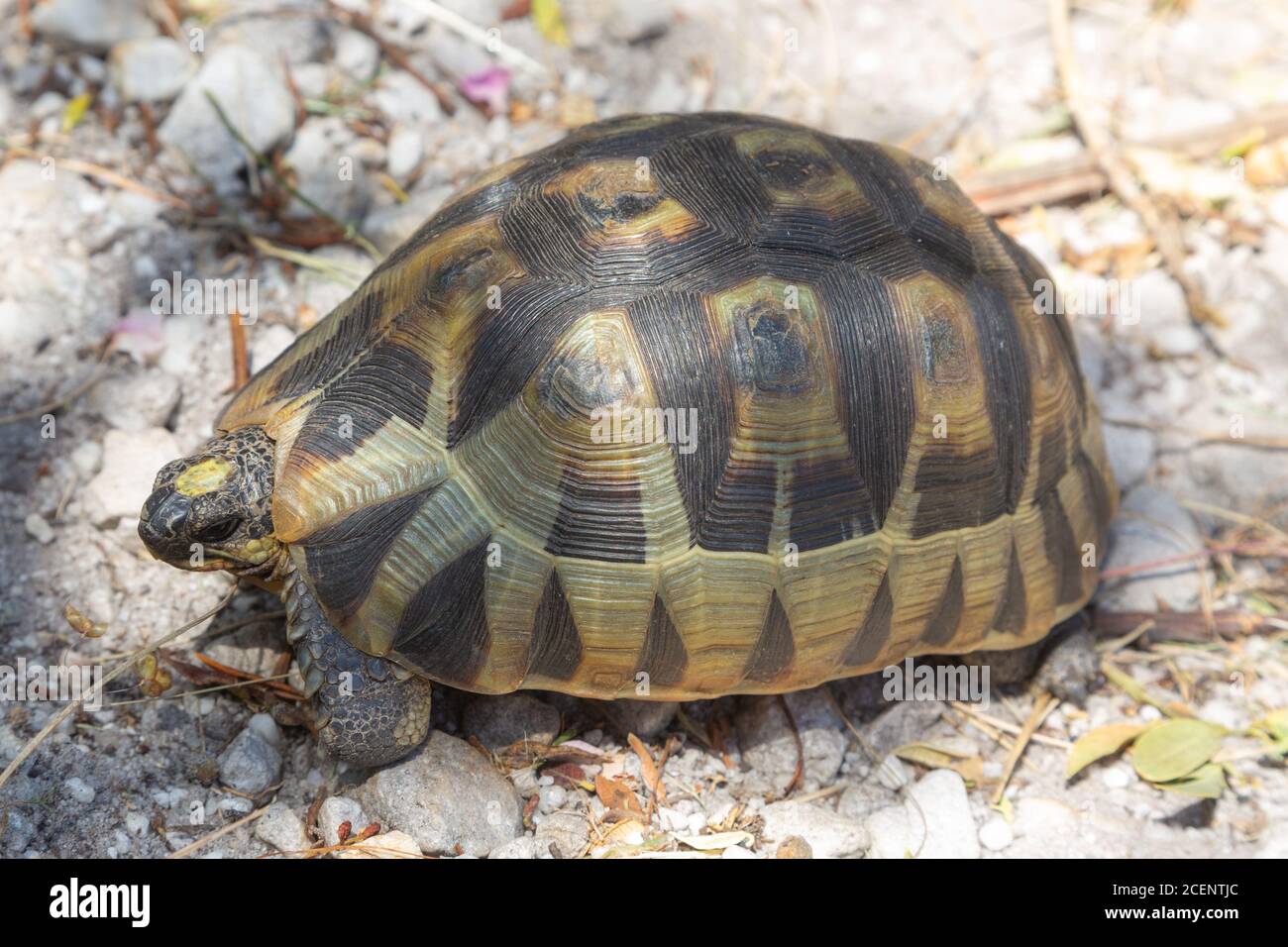 Chersina angulata in der Nähe von Hermanus, Westkap, Südafrika Stockfoto