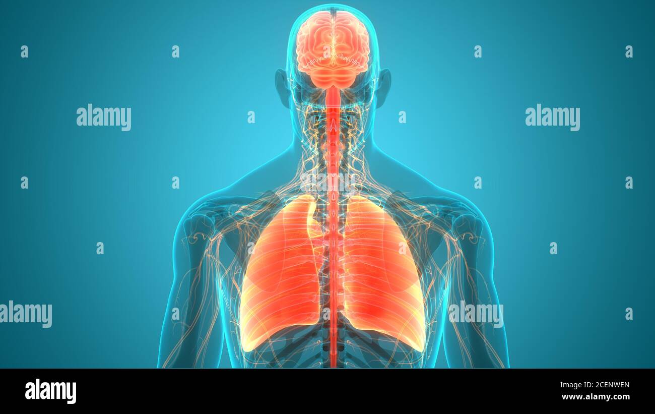 Anatomie der menschlichen inneren Organe Gehirn mit Lunge Stockfoto