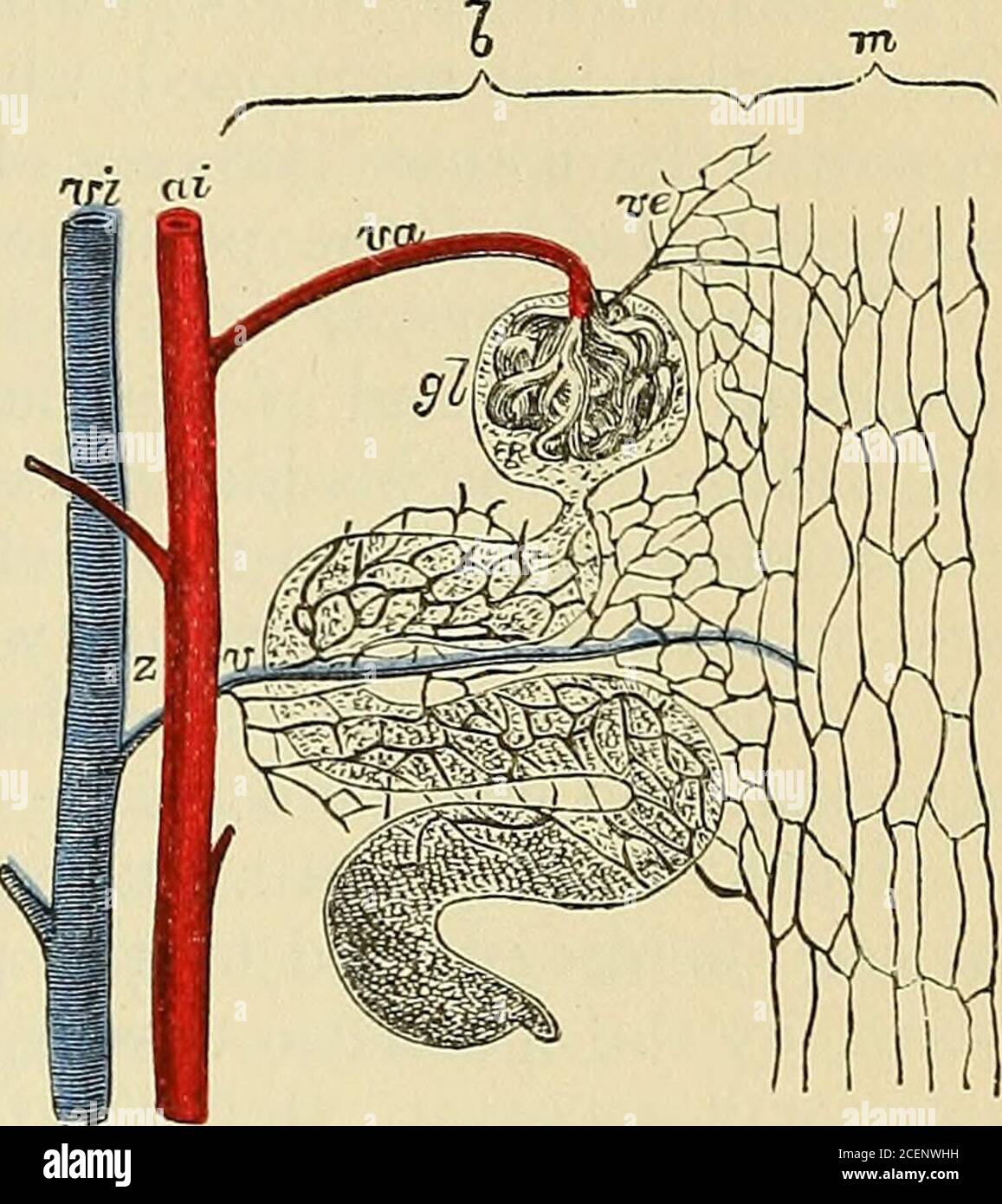 . Anatomie, deskriptiv und chirurgisch. A P^ EIN Teil der Abb. 633, vergrößert (die Referenzen sind die gleichen). A, A, richtige Nierenarterie und Vene, die erstere gibt die renalen afferents, die letztere erhalten die renalen effer-ents; b, b, Arteria interlobularis und Vene, die letztere ausgehend von den stellaten Venen, und recivingbranches aus dem Plexus um die Tubuli eontorti, die ehemalige Abgabe von renalen afferents; c, gerader Schlauch, umgeben von Tubuli eontorti, mit denen es kommuniziert, bilden eine Pyramide von Perrein, wie mehr fullyshown in Fig.-626; d, Rand der medullären Substanz; e, e, e, recei Stockfoto