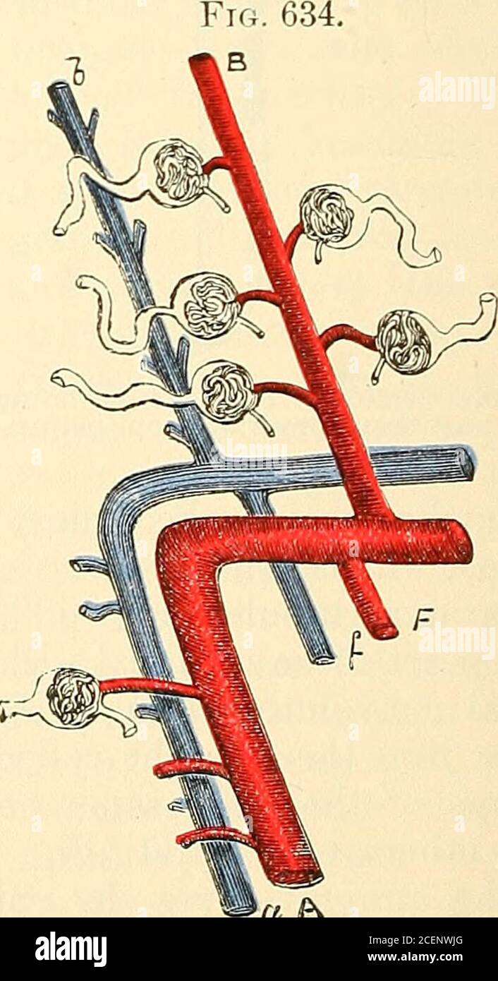 . Anatomie, deskriptiv und chirurgisch. Diagrammatische Skizze der Niere.. A P^ EIN Teil der Abb. 633, vergrößert (die Referenzen sind die gleichen). A, A, richtige Nierenarterie und Vene, die erstere gibt die renalen afferents, die letztere erhalten die renalen effer-ents; b, b, Arteria interlobularis und Vene, die letztere ausgehend von den stellaten Venen, und recivingbranches aus dem Plexus um die Tubuli eontorti, die ehemalige Abgabe von renalen afferents; c, gerader Schlauch, umgeben von Tubuli eontorti, mit denen es kommuniziert, bilden eine Pyramide von Perrein, wie mehr fullyshown in Fig.-626; d, Rand von m Stockfoto