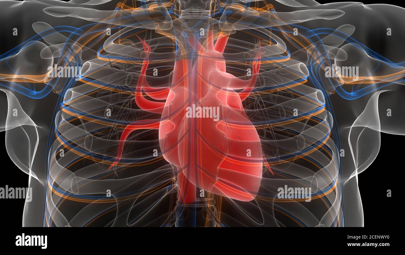 Den Menschlichen Kreislauf Herz Anatomie Stockfotografie Alamy den-menschlichen-kreislauf-herz-anatomie-stockfotografie-alamy