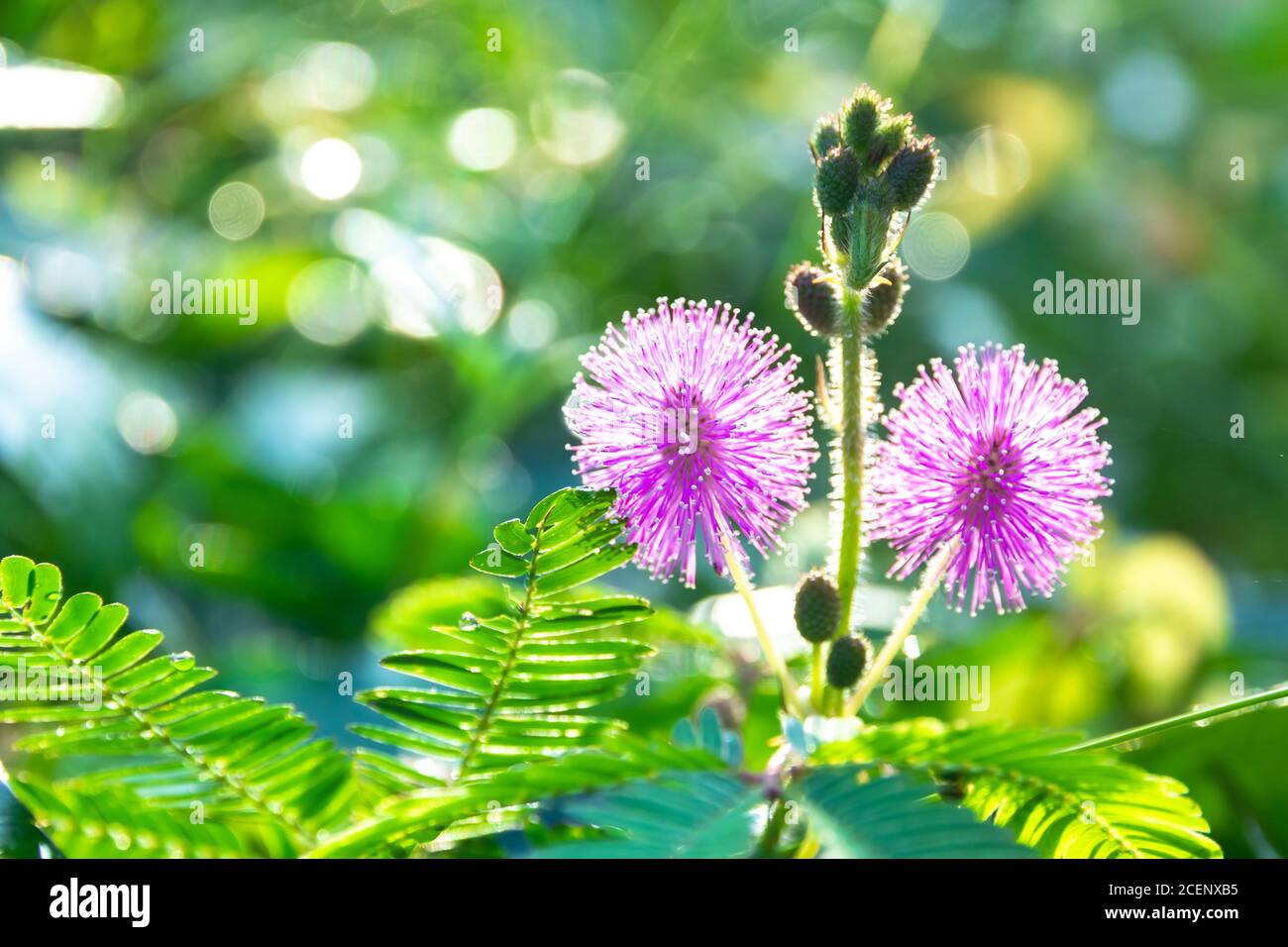 Empfindliche Pflanze / Mimosa pigra oder genannt schlafende Gras, Schamane, schläfrige Pflanze, zeigt rund rosa, Lila voll blühenden erhöhen Prominenz durch Stockfoto