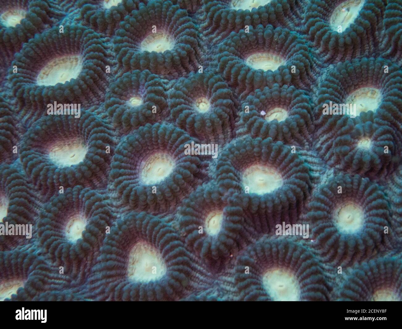 Hard Coral Macro Favia / Favites ECU Reef Stockfoto