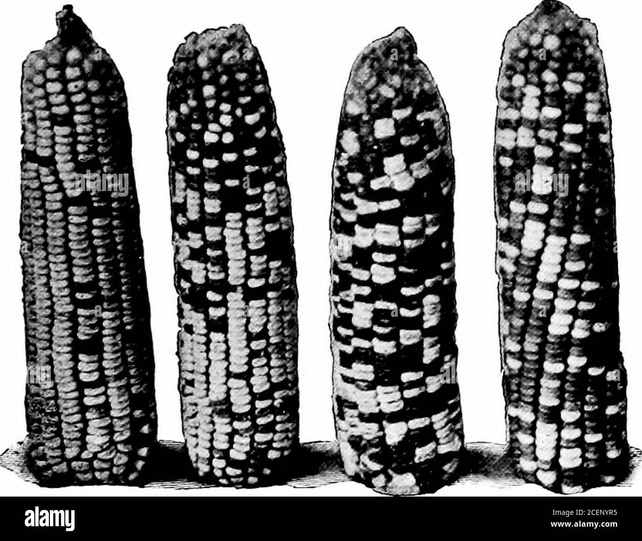 . Landwirtschaft für Schulen des Südens. ut unter den fünfhundert oder mehr Stielen, die durch das Pflanzen der Kerne einer einzigen Ähre von Mais gewachsen sind, kann es in der Regel mehrere, die größere Ohren als andere aus dem gleichen Ohr haben gefunden werden. Alle Kulturen können produktiver gemacht werden, indem man Samen von einem kleinen Saatgut-Grundstück verwendet, das plantedewery Jahr mit den Samen von den besten Pflanzen des Jahres vorher ist. Bei der Auswahl können wir zum Beispiel eine Vielzahl von Mais, die in der Regel nur eine Ohr produziert hat, und wählen Sie die wenigen Pflanzen, die mehrere Ohren haben. Wenn wir diese Samen von selbst Pflanzen und in dieser Ernte wieder wählen Sie die Stiele wit Stockfoto