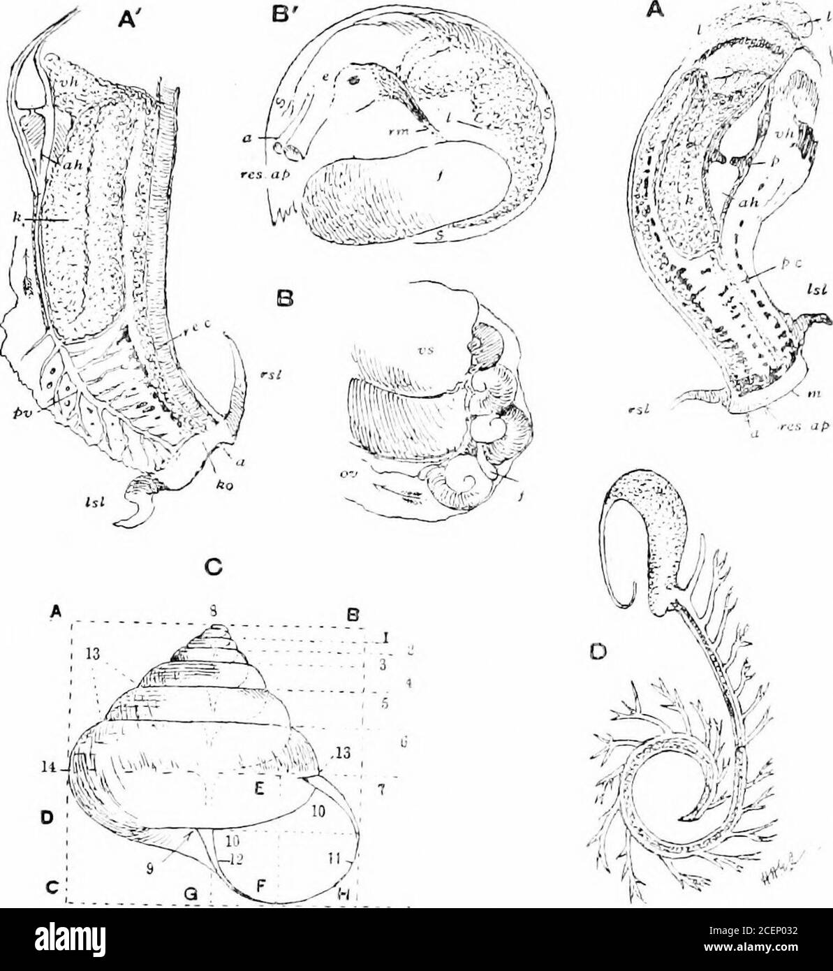 . Molluska ... o Seitenzähne Risingaus viel schmaleren Platten. Der Schneidezahn ist scharf-pointedund weit über der Basalplatte angehoben, die ganze Serie bilden Amost perfekte natürliche Datei. Bei fleischfressenden Gattungen sind die Zähne aculeat oder scheibenförmig, die sich aus länglich ovierten Basen erheben. Eine der vielleicht interessantesten morphologischen Eigenschaften, die in der Radula dieser östlichen Schneckenartigen Weichtiere zu sehen sind, die auch einige mit Helicarion-ike-Schalen umfassen, ist die Existenz zweier sehr unterschiedlicher Gruppen oder Unterfamilien, einer mit einer Macrochlamys-ähnlichen Radula, der anderen mit einem sehr unterschiedlichen Polydon Stockfoto