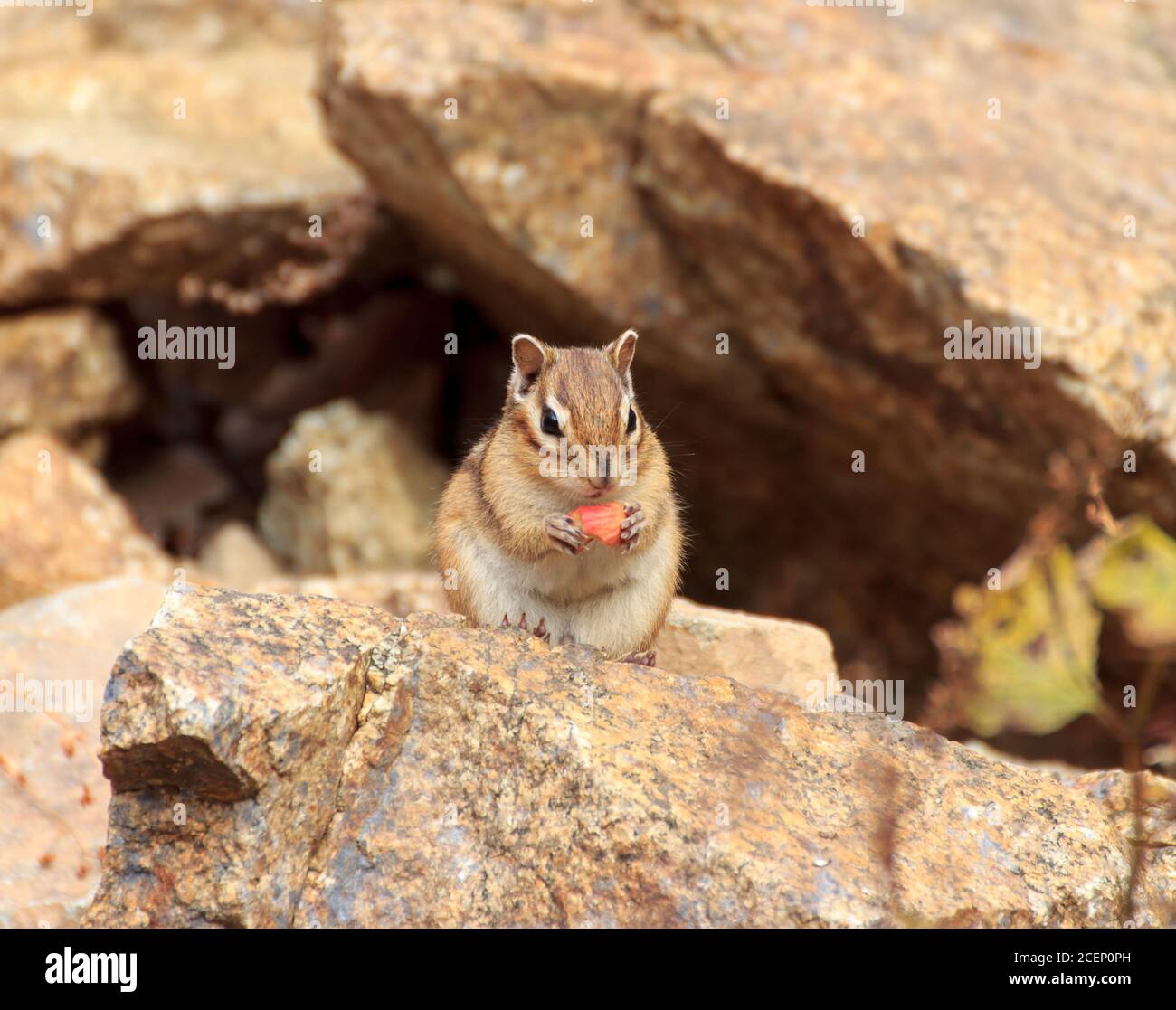 Chipmunk sitzt an einem Herbsttag zwischen den Steinen, isst eine Eichel und schaut direkt in die Linse. Stockfoto