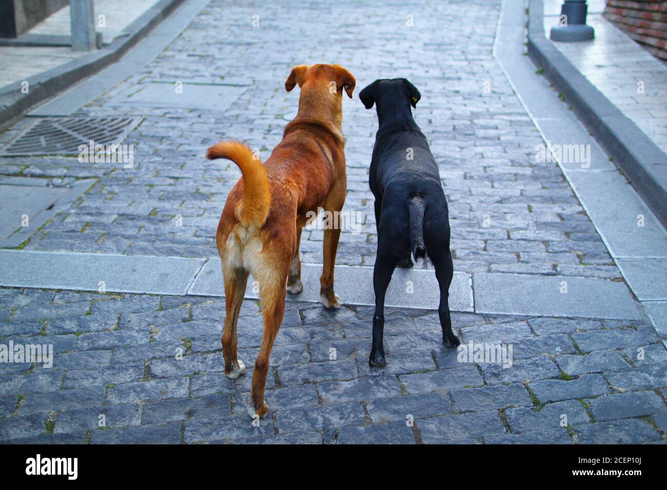 Foto von zwei streunenden Hunden, die auf die Straße schauen Die Entfernung Stockfoto