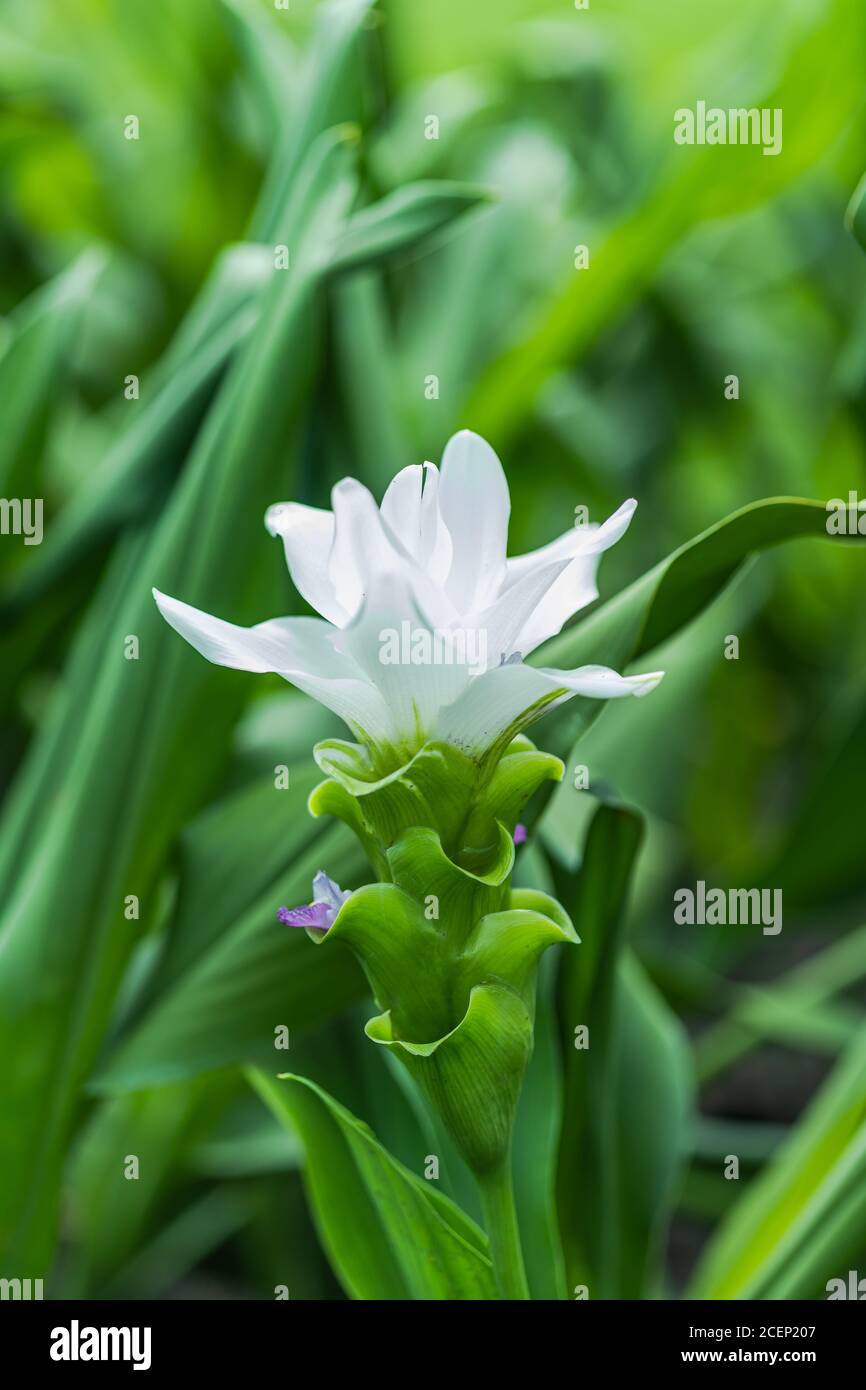 Kurkuma Zanthorrhiza (Siam Tulip Curcuma Alismatifolia) Weiße Blume in der Natur und im Garten Stockfoto