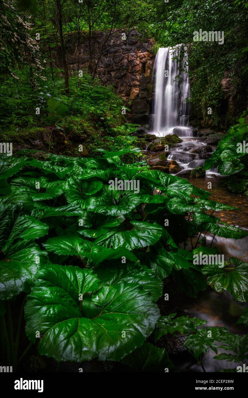 Triglav, Slowenien - riesige grüne Blätter und ein schöner versteckter Wasserfall im Wald des Triglav Nationalparks Stockfoto