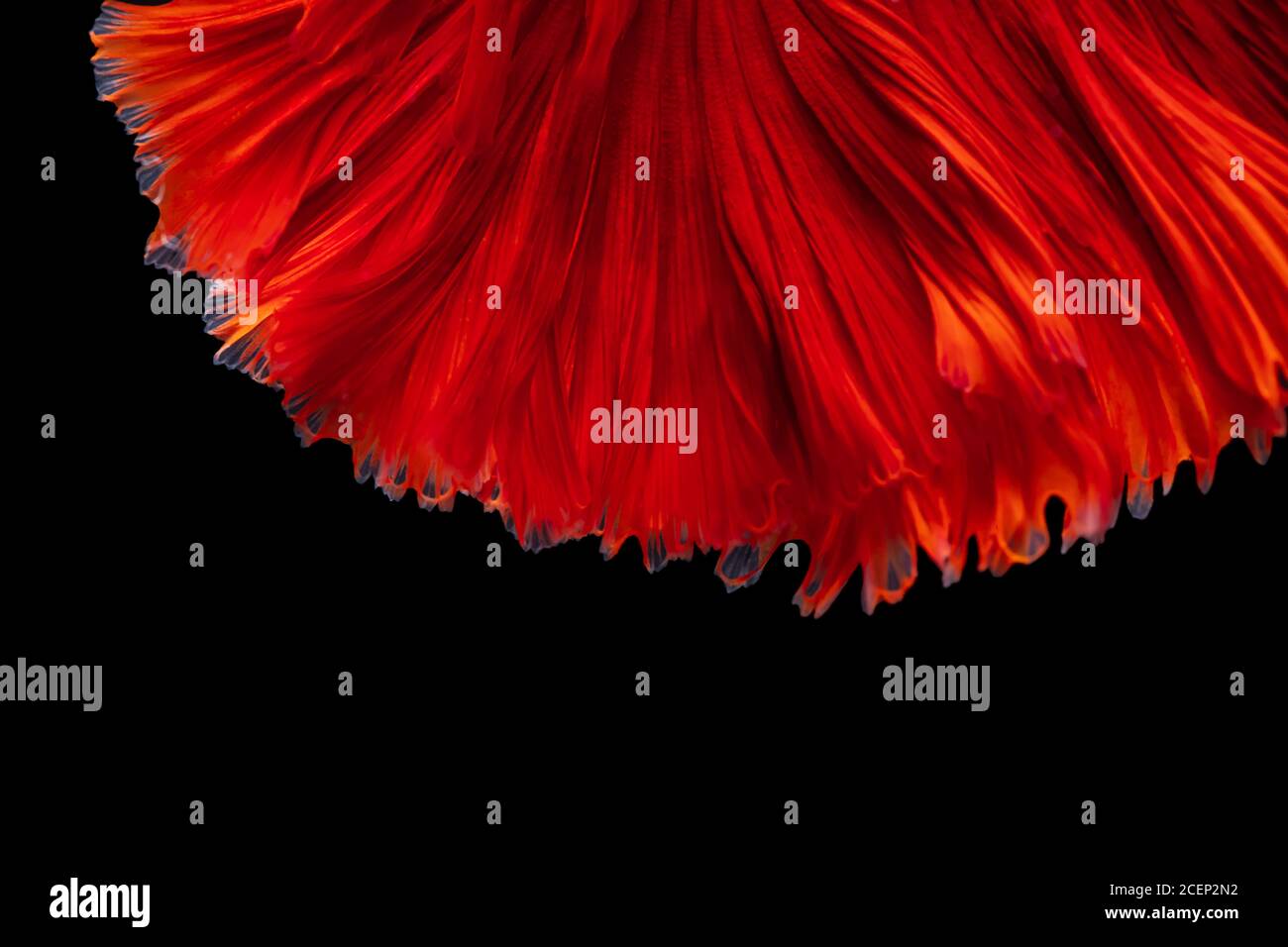 Abstraktes Hintergrundbild abgeleitet von gestreift Oberflächen Streifen flattern aus Das Schwimmen der Roten Betta Kampf Fisch auf schwarz Hintergrund Stockfoto
