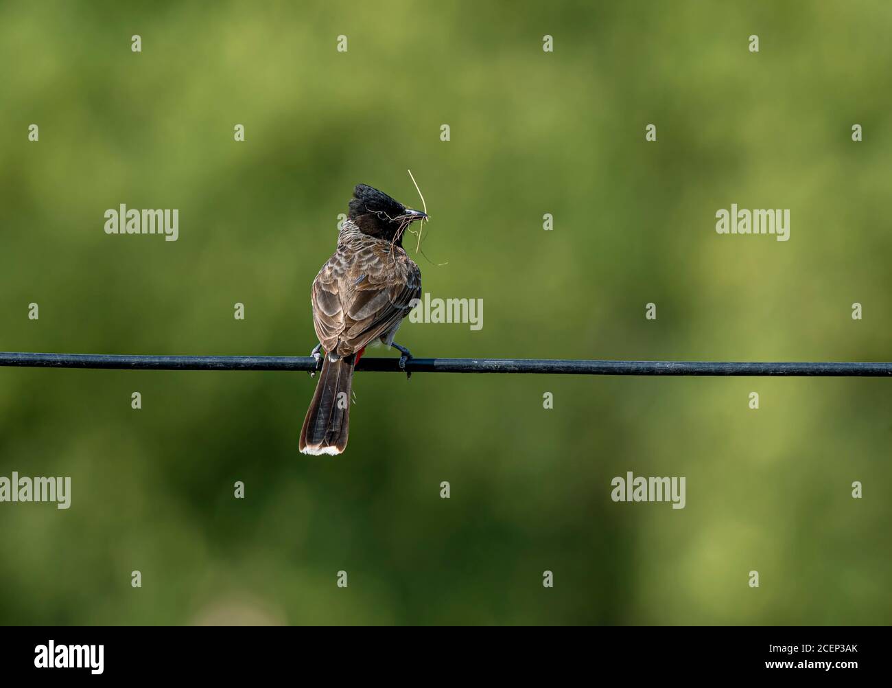 Vögel auf Draht Stockfoto