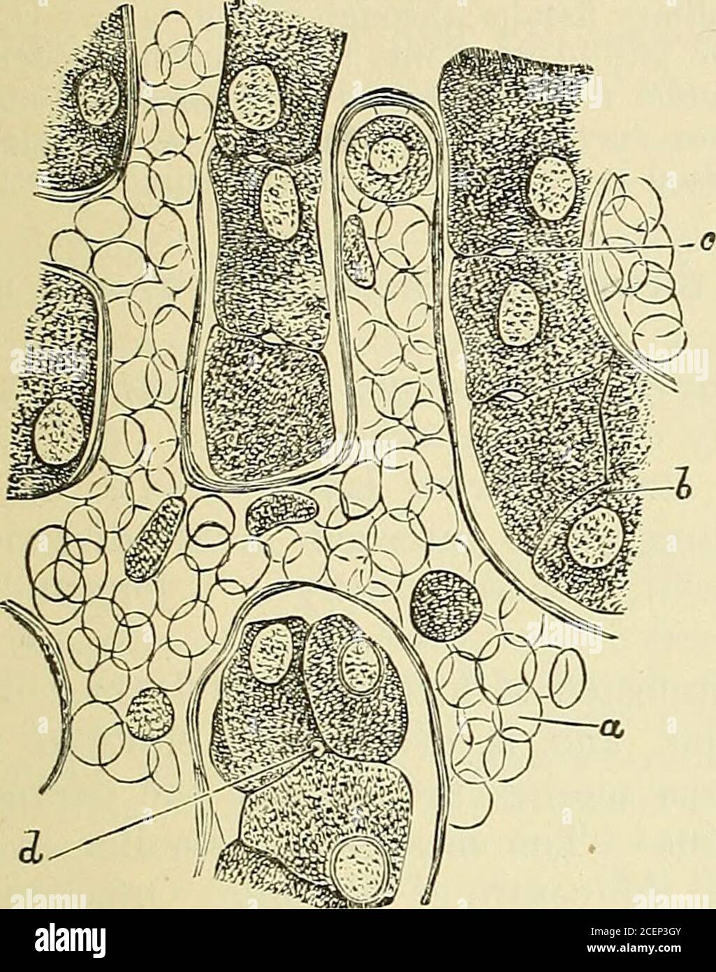 . Anatomie, deskriptiv und chirurgisch. E Stämme, die in die Vena Cava inferior öffnen, während dieses Gefäß ist situ-ated in der Spalte, die es am Rücken der Leber angeeignet. 3. Die Kanäle. - Nachdem gezeigt, wie das Blut in eine innige Beziehung zu den Leberzellen gebracht wird, damit die Galle abgesondert werden kann, bleibt es jetzt nur noch die Art und Weise zu betrachten, in der das abgebildete Absonderung fortgeführt wird. SEV-erale Ansichten haben sich über die Art der Entstehung der Lebergänge durchgesetzt: Es scheint jedoch klar zu sein, dass sie durch kleine Passagen beginnen, die zwischen den Zellen gebildet werden, und w Stockfoto