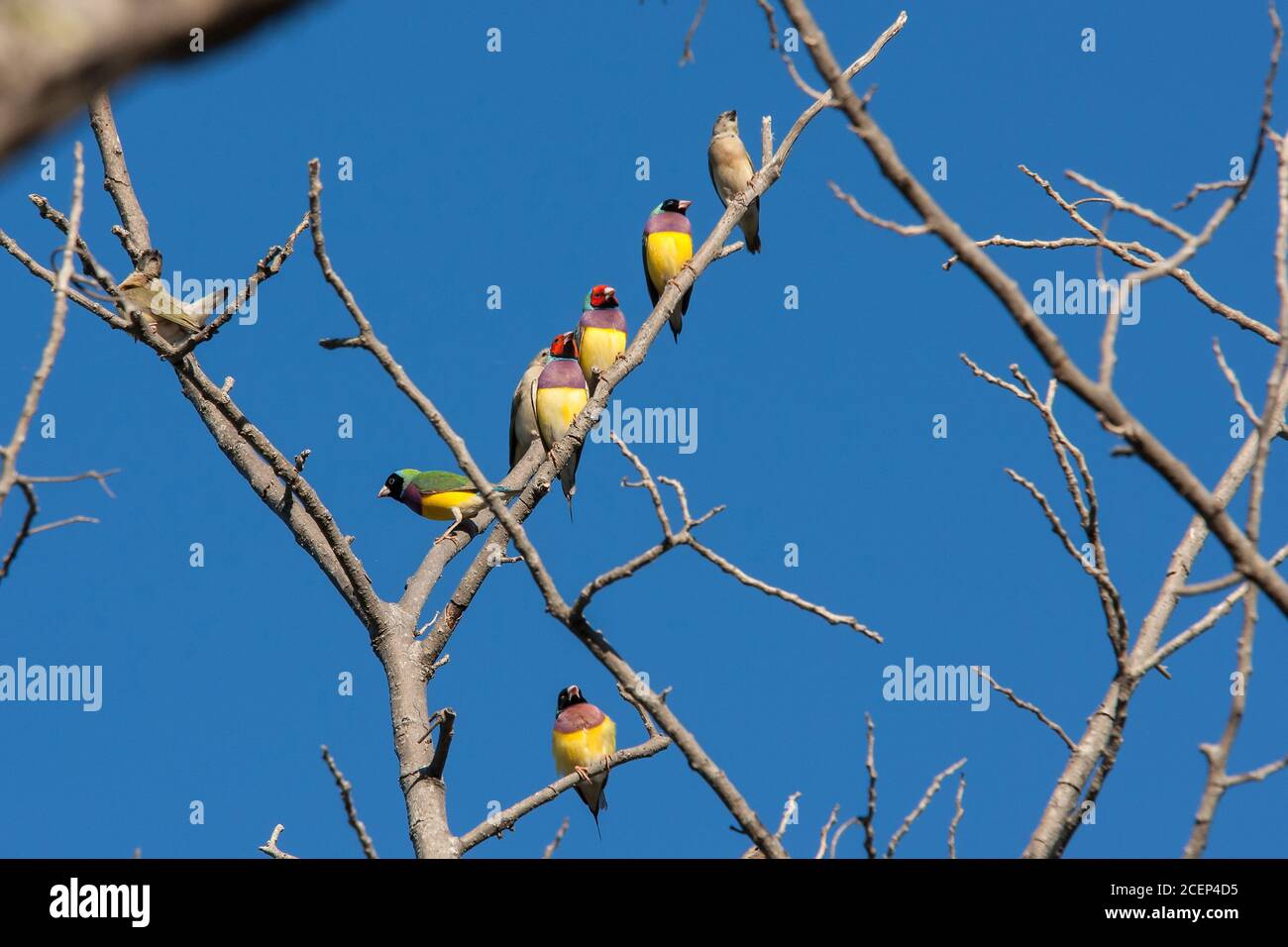 Herde wilder Gouldian Finken, die im Baum ruhen Stockfoto