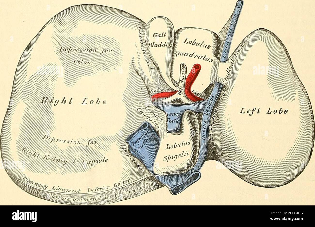 . Anatomie, deskriptiv und chirurgisch. Die Leber, obere Oberfläche. Das Zwerchfell an den angrenzenden Rändern des hinteren Organs. Der Befund ist der längere der beiden, und liegt vor der ösophagealen Öffnung in der Membrane. Das Koronarband verbindet den hinteren Leberrand mit dem Dia- Abb. 591. Die Leber, unter der Oberfläche. Phragm. Sie wird durch die Reflexion des Peritoneums vom Zwerchfell auf den oberen und unteren Rand des hinteren Organs gebildet. Das Koronaryligament besteht aus zwei Schichten, die auf jeder Seite mit den Lateralligamenten kontinuierlich sind Stockfoto