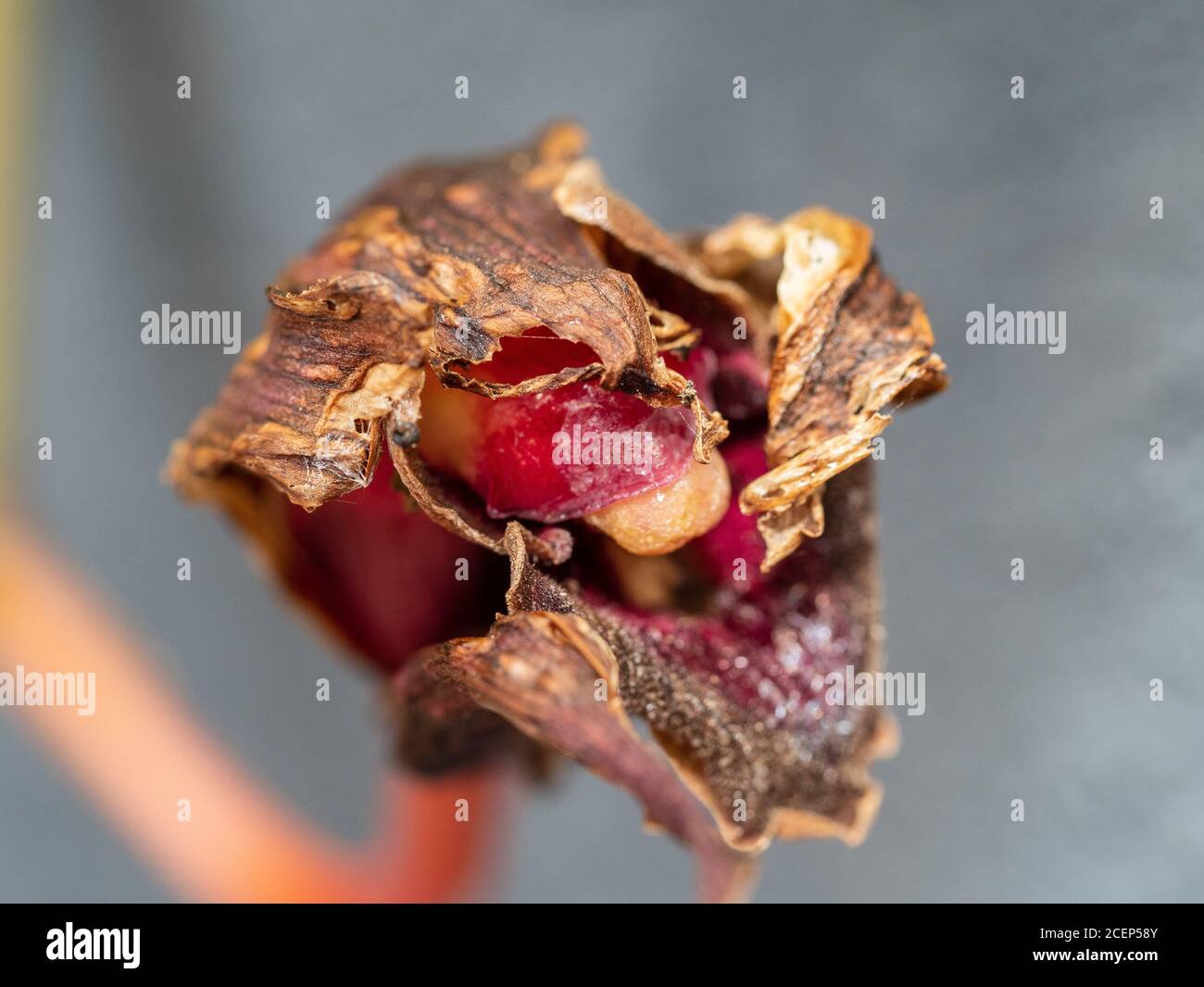 Rote Cymbidium-Orchidee in den letzten Tagen, schrumpft und stirbt im Garten Stockfoto