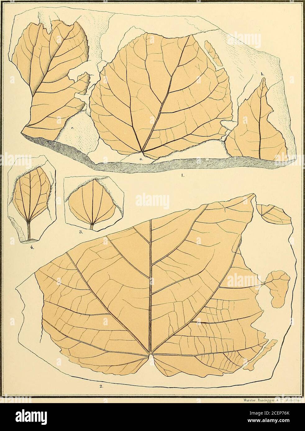 . Svenska vetenskapsakademien handlingar. Der mittlere Lappen hat einen einzelnen grossenseitlichen Zahn. Die wenigen und weit ausanderstehenden Seitenerven entspringer spitzem Winkel und sind randlängig. KONGL. SV. TIERARZT AKADEMIENS HANDLINGAR. BAND 15. N: 4. 11 ERBLINDUNGG DER TAFELN. Taf. I. Abb. 2. Populus latior Al. Braun.1. c. Celastrus borealis HR.3. 4. Populus arctica HR. Fier. Taf. II Ainas Kefersteinii Goepp. Betala brongniarti Ett. Var. Castanea Ungeri Hr.5. Ulmus plurinervia Ung. Carpinus grandis Ung. Var.7. a. B. Populus glandulifera HR.?7. d. Fagus Antipofi Hr. Betula pri Stockfoto