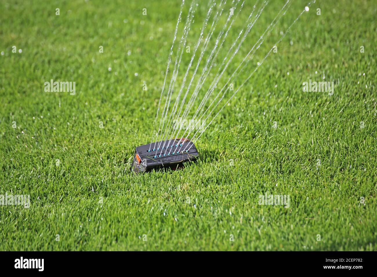 Gartenbewässerung mit gepflegtem Rasen Stockfoto