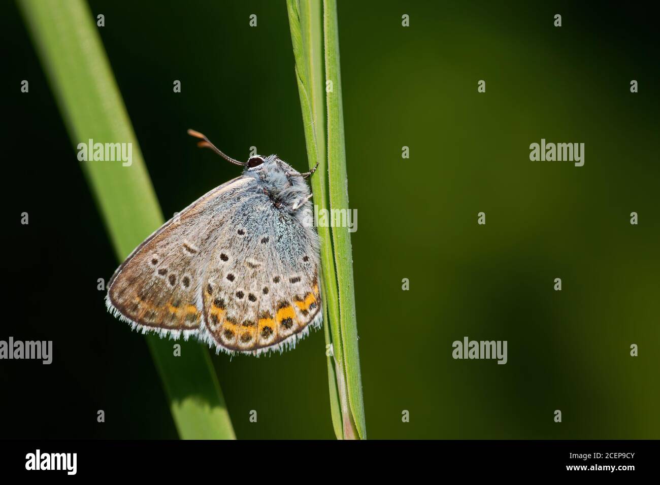 Reverdin's Blue Butterfly - Plebejus argyrognomon, schöner kleiner blauer Schmetterling aus europäischen Wiesen und Weiden, Zlin, Tschechische Republik. Stockfoto