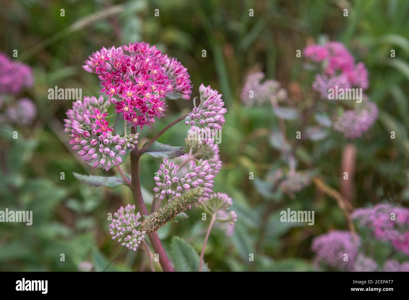 Hylotephium triphyllum Blume oder Sedum Stonecrop Stockfoto