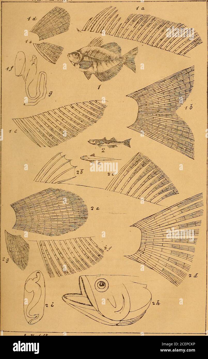 . Calcutta Journal of natural history, and Miscellany of the Arts and Sciences in India. Subject isvery important, and its investigation is calculated to Cast muchlight on the natural affinities of larger and more importantspecies. Für die meisten der untersuchten Proben sind wir Herrn J. W. Grant zu verdanken; sie wurden im März aus Tanks in der Nähe von Kalkutta gewonnen. Hinweis: Abb. 6, Platte V ist wahrscheinlich eine bestimmte Art, aber ich war unableto entdecken, jede Sache in ihrer allgemeinen Form und Struktur von den anderen, außer dem Kopf und den Zähnen. Die Probe bei der Untersuchung war Stockfoto