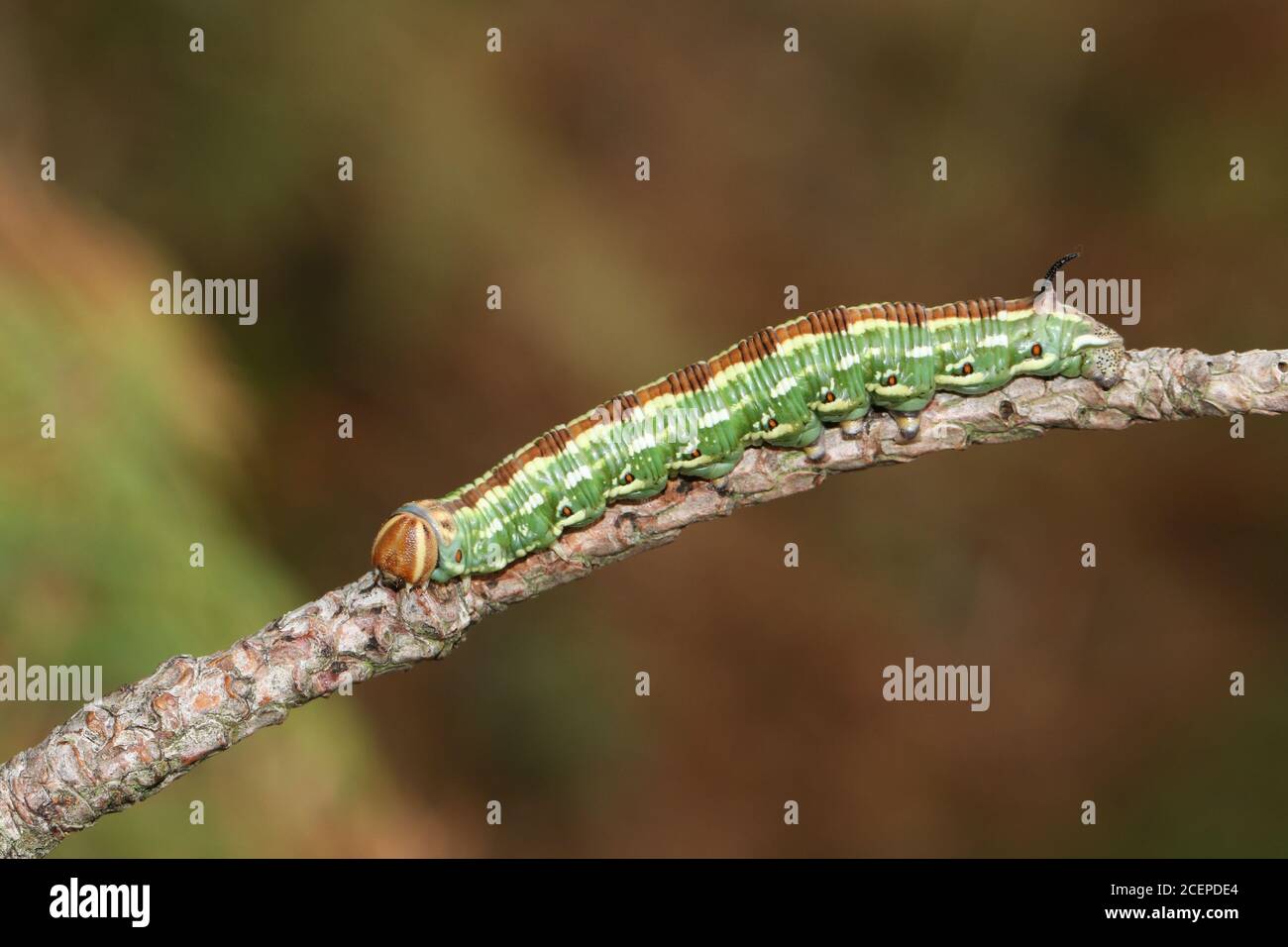 Raupe larven motte insekt sphinx Fotos und Bildmaterial in hoher