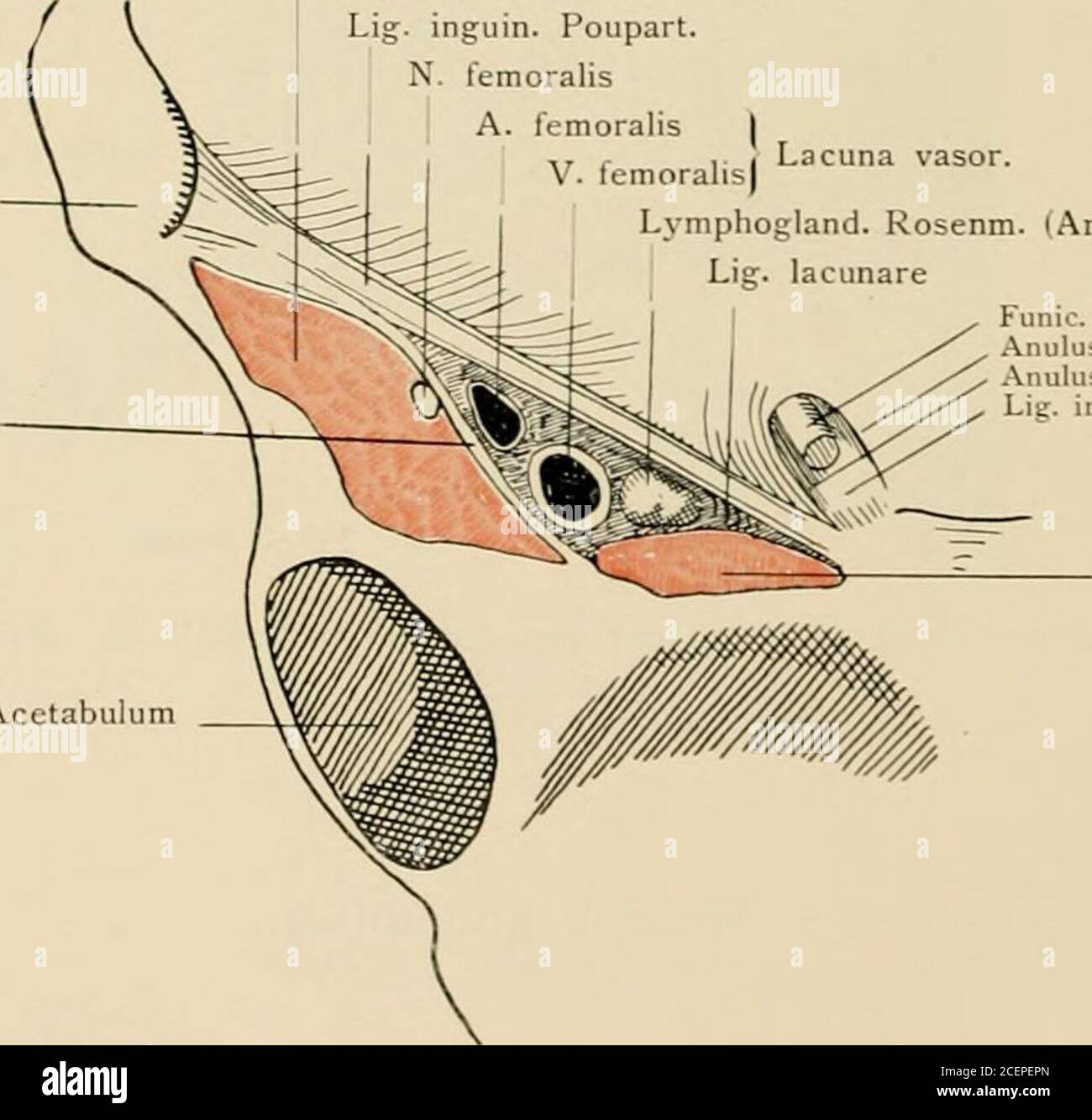 Untere Extremitt Lacuna Musculorum Und Lacuna Vasorum