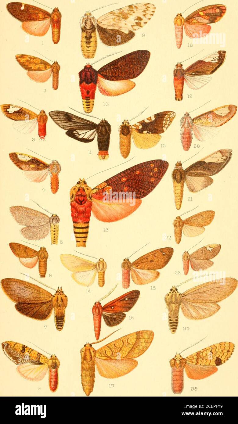 . Katalog der Lepidoptera Phalænæ im britischen Museum. Ziliensis, d. P- 79. Brasilien. 4. „ irigona, (S . P- 80. USA 5. Ammalo eijlenensis, S. P- 86. USA (J. Melese incerta, CS • P- 73. Brasilien. 7. Pelochyta cervina, (S . P- 103. Mexiko. 8. Baritius marmorea, c?. P- 100. Venezuela. 9. Tessellarctia cinerascens, Dollar . P- 92. Brasilien. 10. ELJ/sius Franch, d . P- 108. Brasilien. 11. Baritius pyrrhopycja, 6 • P- 100. Brasilien. 12. Karatliis palpalpalpalis, 6 . P- 95. Jamaika. 13. Elysius cingulata, c? . P- 109. Peru. 14. Ammalo insulata, c? . P- 84. Mexiko. 15. Melese endopyra, Dollar . P- 74. Bolivien. 16. Stockfoto