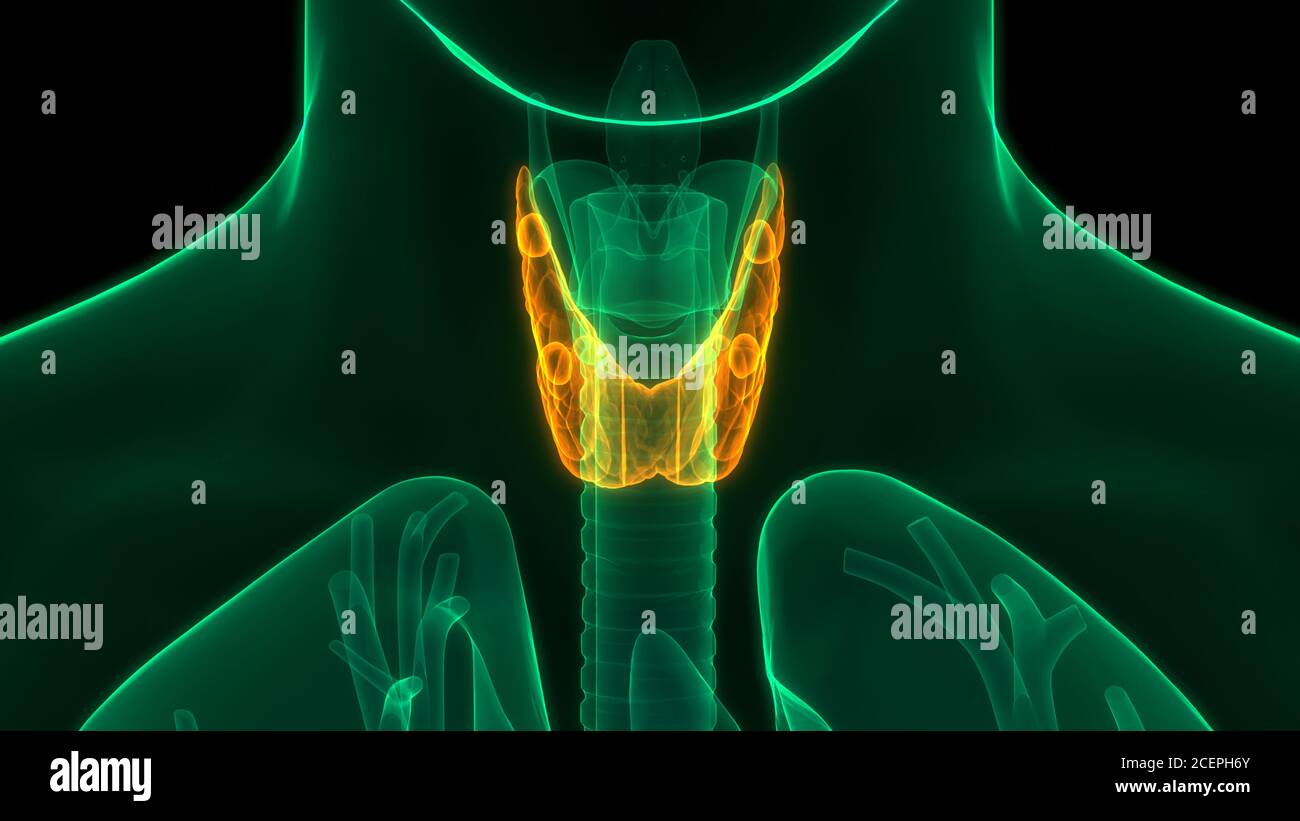 Menschliche Körper Drüsen der Schilddrüse Anatomie Stockfoto