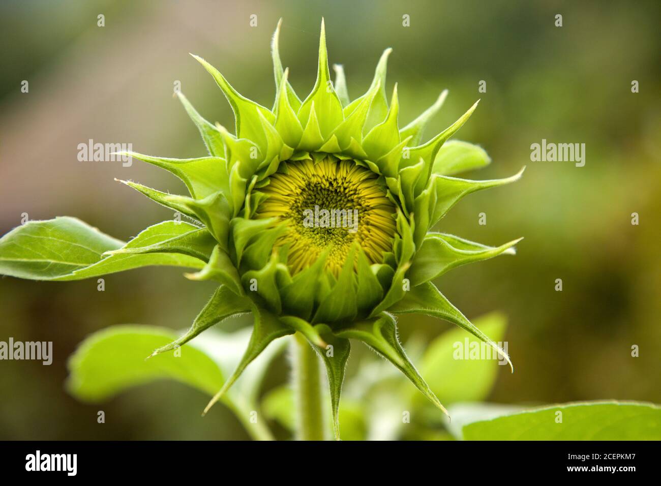 Grüne Sonnenblume im Garten, Slowakei Stockfoto